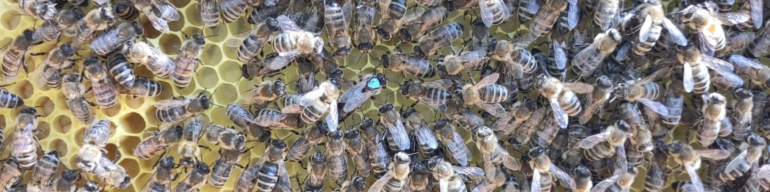 Bienen auf einer Wabe, mittendrin die Königin mit blauem Punkt