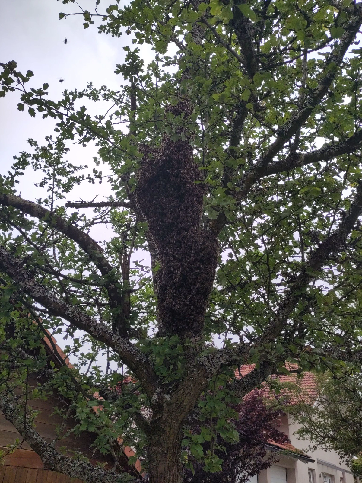 Schwarm der &nbsp;Westlichen Honigbiene.