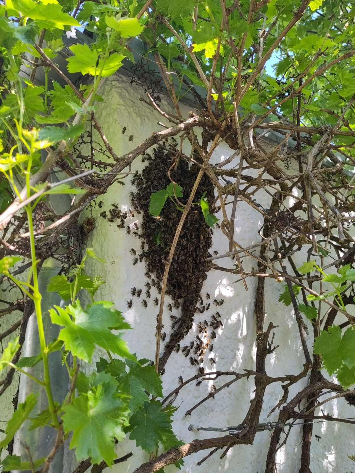 Schwarm der &nbsp;Westlichen Honigbiene.