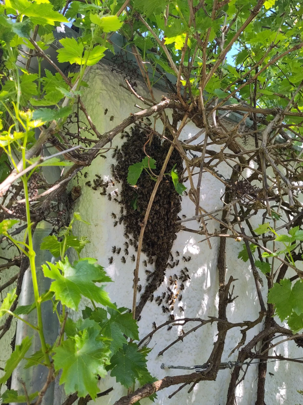 Bienenschwarm hängt als längliche Traube im Geäst vor einer hellen Hauswand