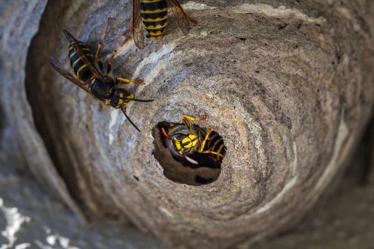 Nest der Gemeinen Wespe. Bild von David Hablützel auf Pixabay.