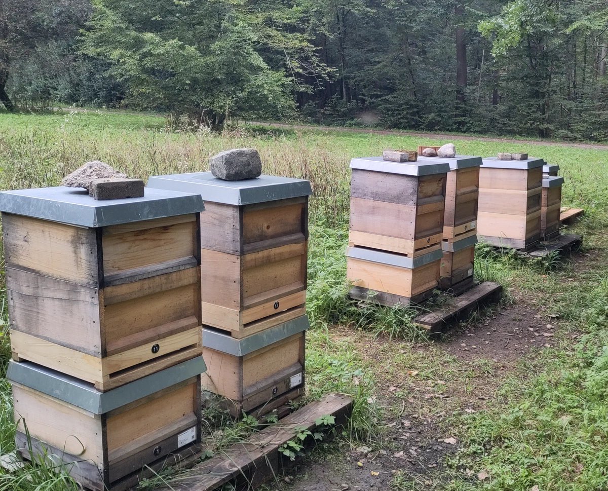 Bienenstöcke aus Holz mit Blechdeckeln stehen auf Paletten auf einer Waldlichtung