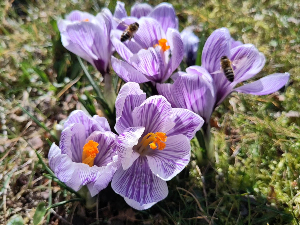 Zwei Honigbienen sammeln an violett gestreiften Krokusblüten