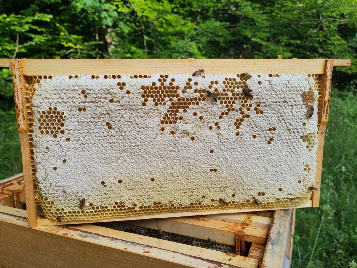 Weiß verdeckelte Honigwabe im Holzrähmchen auf einem offenen Bienenstock, darauf einzelne Bienen, im Hintergrund Wald