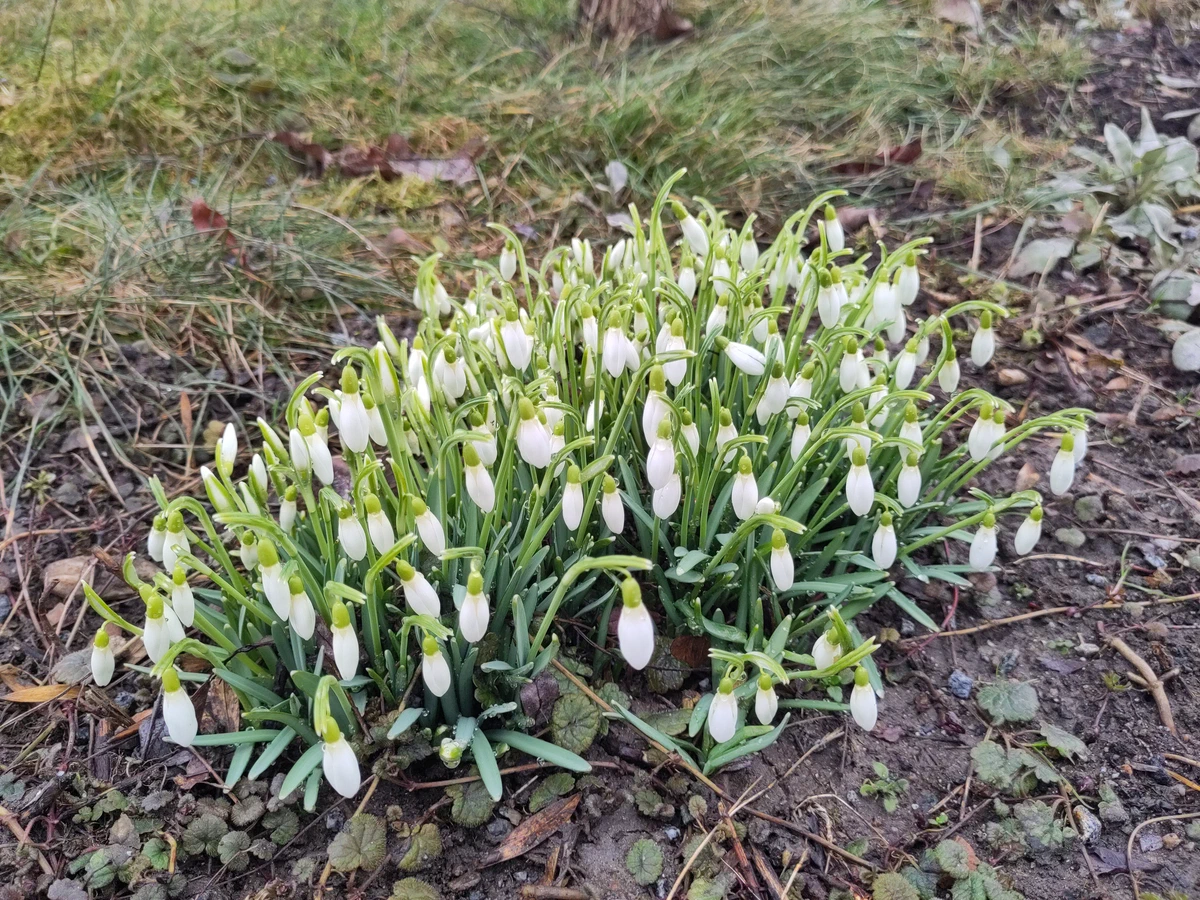 Ein dichter Horst blühender Schneeglöckchen am Wiesenrand