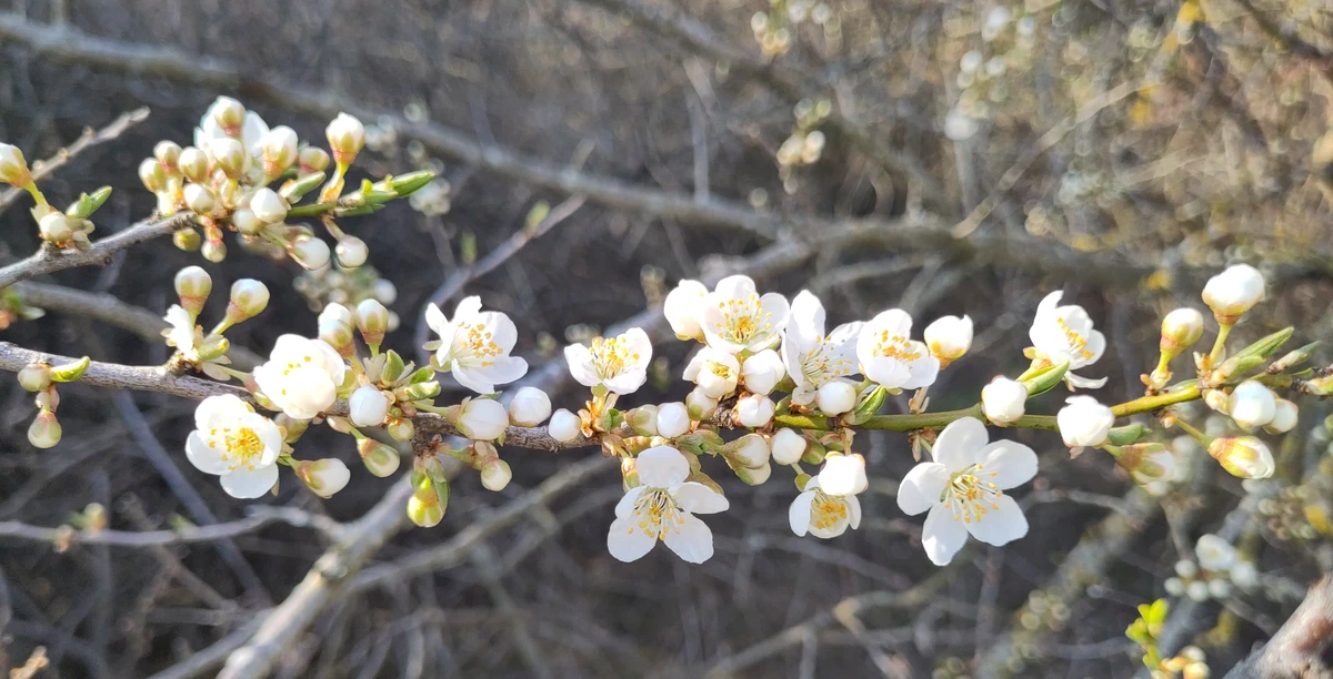 Zweig voller weißer Blüten und Knospen im Abendlicht