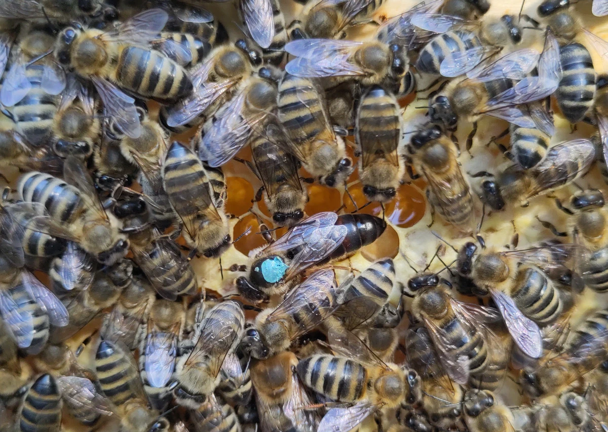 Dicht mit Bienen besetzte Wabe, in der Mitte die Königin mit blauem Punkt
